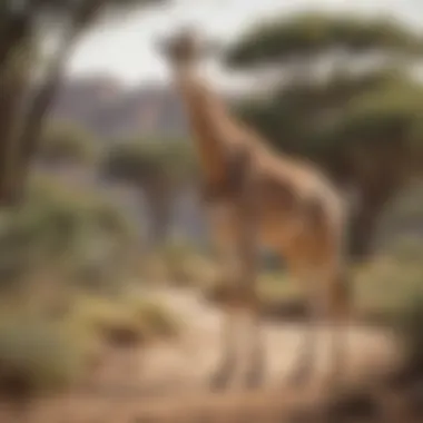 Giraffe Gracefully Roaming in Its Habitat Giraffe gracefully roaming in its habitat