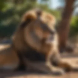 Majestic lion resting in the shade