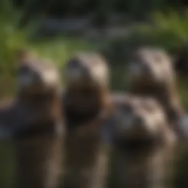 Playful Otters Swimming in a Crystal-Clear Pond Playful otters swimming in a crystal-clear pond