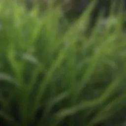 Close-up view of lush Zoysia grass blades showcasing their dense growth.