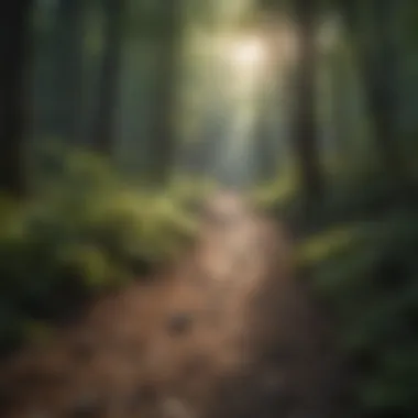 Dense forest with sunlight filtering through the trees
