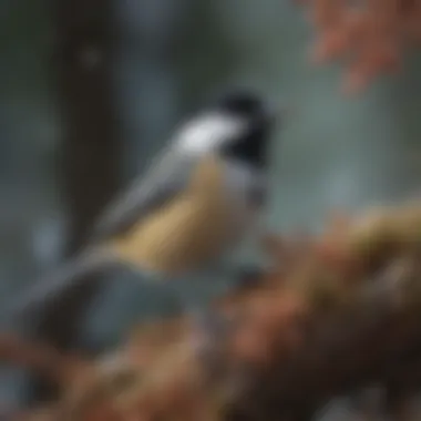 Chickadee's Foraging Symphony