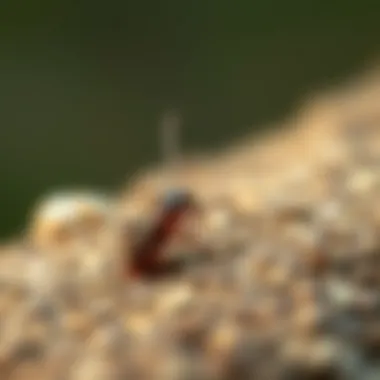 Natural ingredients effective against cockroaches