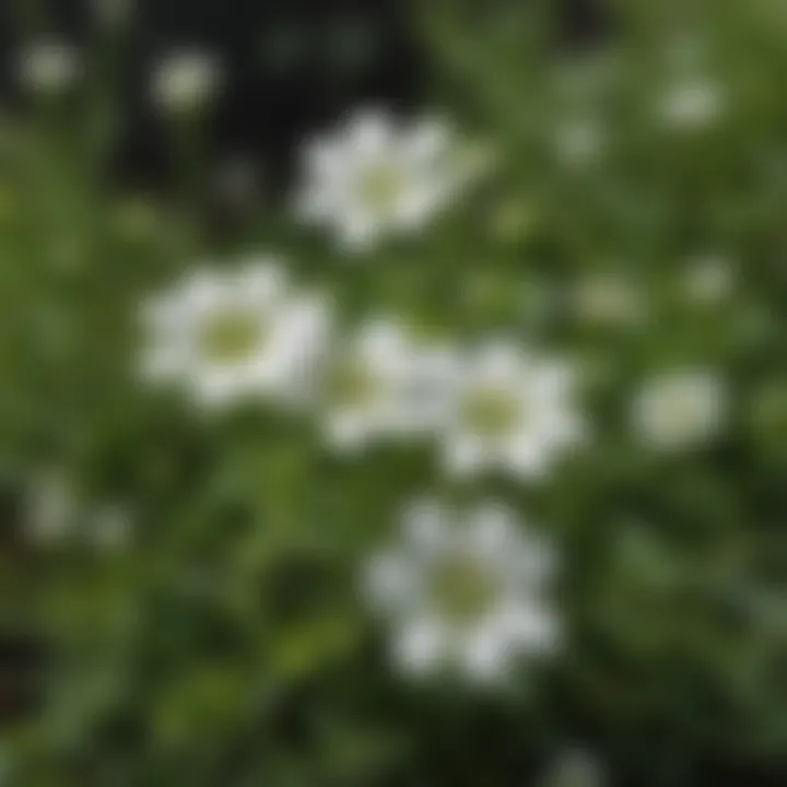 Chickweed weed with delicate white flowers