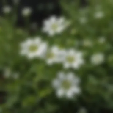 Delicate White Flowers of Chickweed Weed Chickweed weed with delicate white flowers