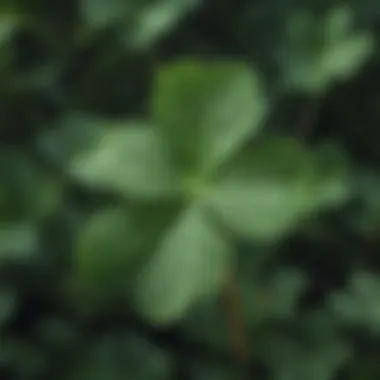 Distinctive Three-Leaf Clover Weed Clover weed with distinctive three-leaf pattern