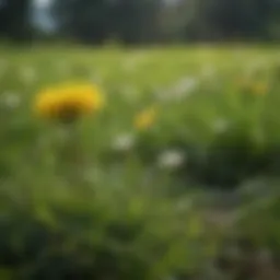 Dandelion weed in a lush green lawn