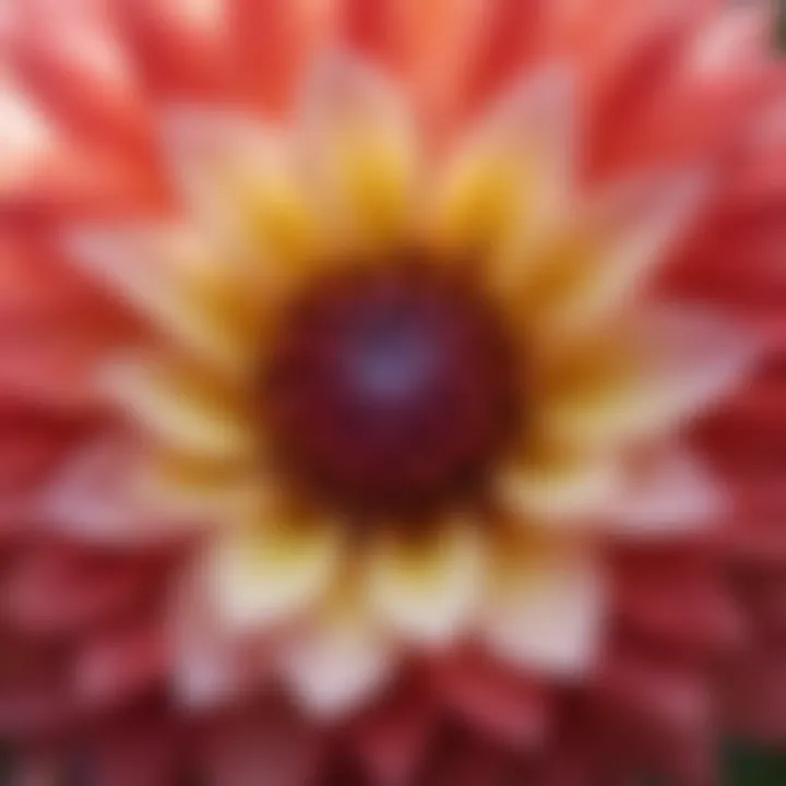 Close-up of dahlia flower petals highlighting their intricate textures and patterns.