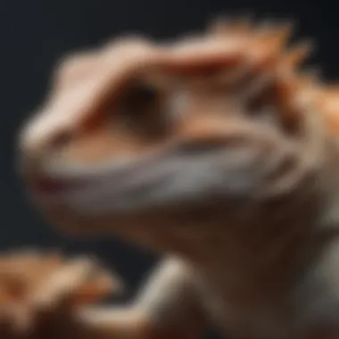 Guidelines for Safe Feeding of Bearded Dragons Safe feeding practices for bearded dragons