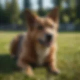 An attentive dog engaging in positive reinforcement training