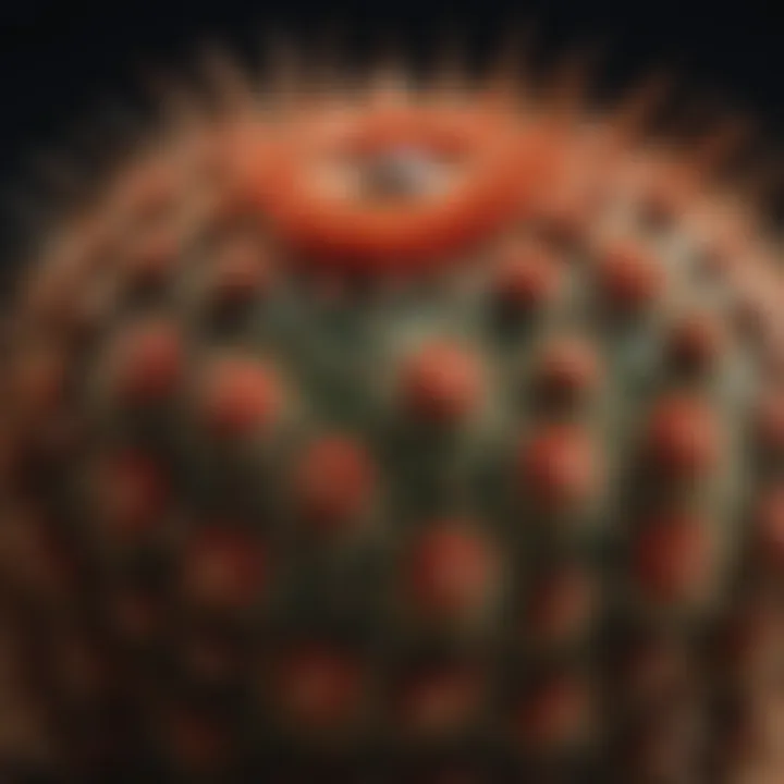 Barrel Cactus: Nature's Natural Art Barrel Cactus with Spiny Texture and Reddish Tones