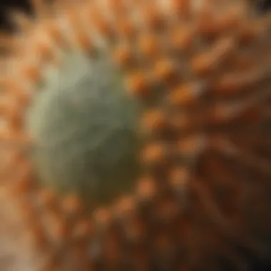 Echinocactus Grusonii: Beauty in Detail Echinocactus Grusonii (Golden Barrel Cactus) in Close-Up View