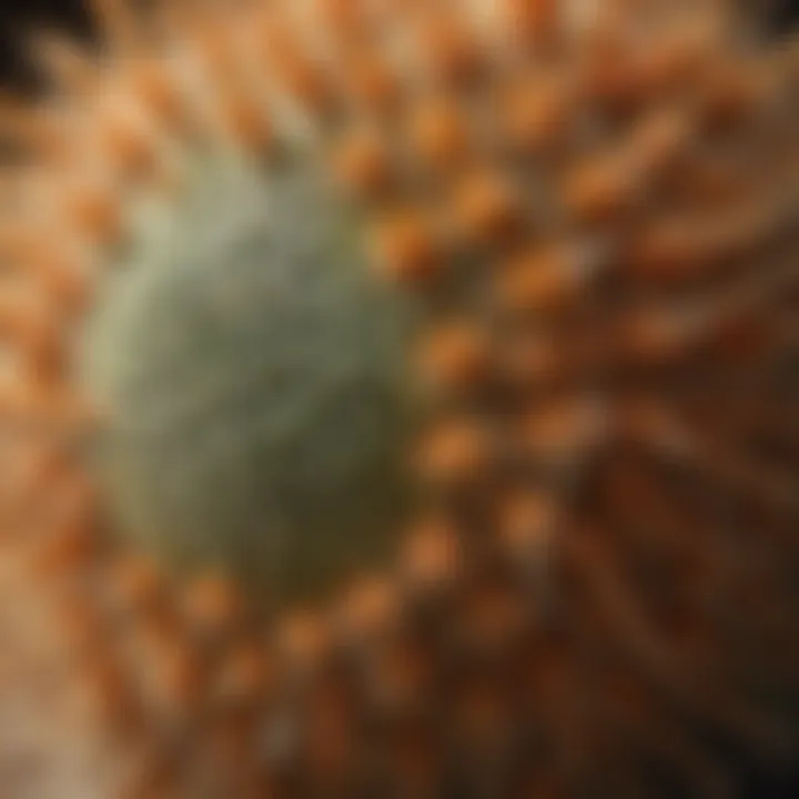 Echinocactus Grusonii: Beauty in Detail Echinocactus Grusonii (Golden Barrel Cactus) in Close-Up View