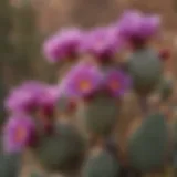 Prickly Pear Cactus with Vibrant Purple Flowers