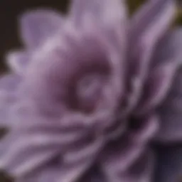 Close-up of a dusty purple flower showcasing its intricate petal structure