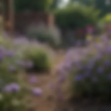 Gardening tips for cultivating dusty purple flowers in a backyard