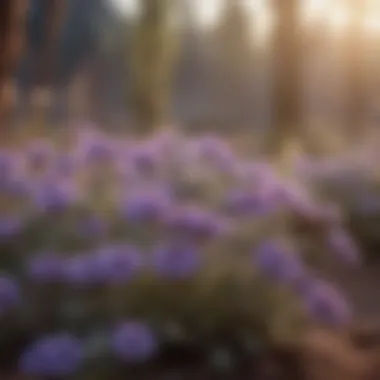 Dusty purple flowers thriving in a natural ecosystem