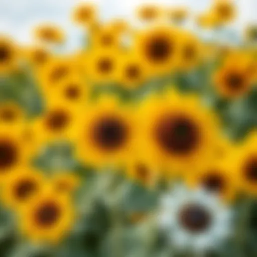 Vibrant display of dwarf sunflower varieties in full bloom