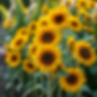 Dwarf sunflowers arranged in a decorative landscape setting