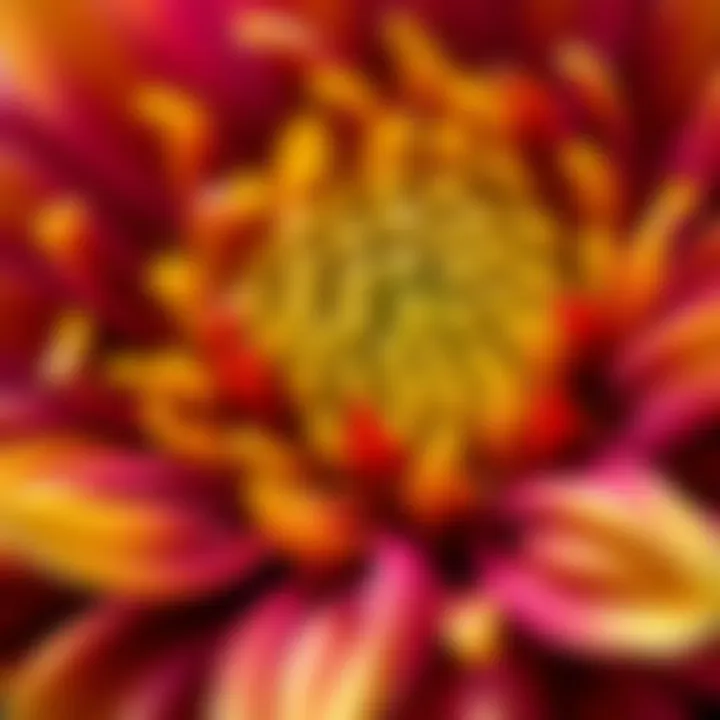 Close-up of unique dwarf sunflower petals showcasing various colors