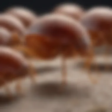 A magnified view of bed bug eggs in their initial development phase