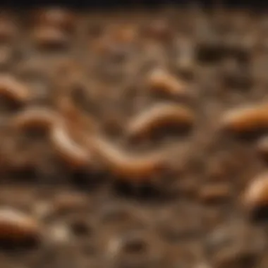 Mealworm Feasting Mealworm larvae feasting on organic matter