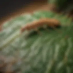 Macro close-up of a mealworm perched on a leaf