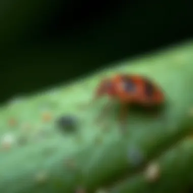 Natural Solutions for Bed Bug Bite Relief Natural home remedies for bug bites