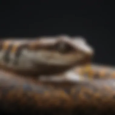 Renewal through Molting Molting process of a snake shedding its skin