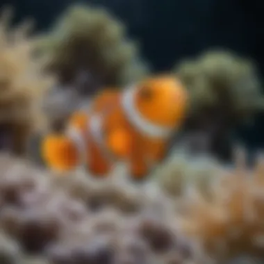 Graceful Clownfish in coral reef setting