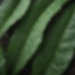 Close-up view of Green Chiretta leaves showcasing their unique texture and vibrant green color