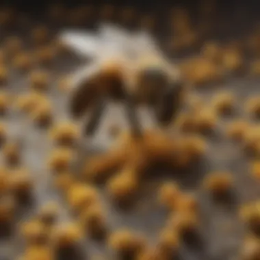 Specialized Pollen Collection Tool of Bees Bee Pollen Collection Tool