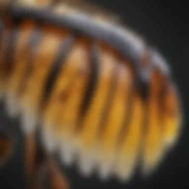 Intricate Bee Wing Structure Bee Wing Anatomy