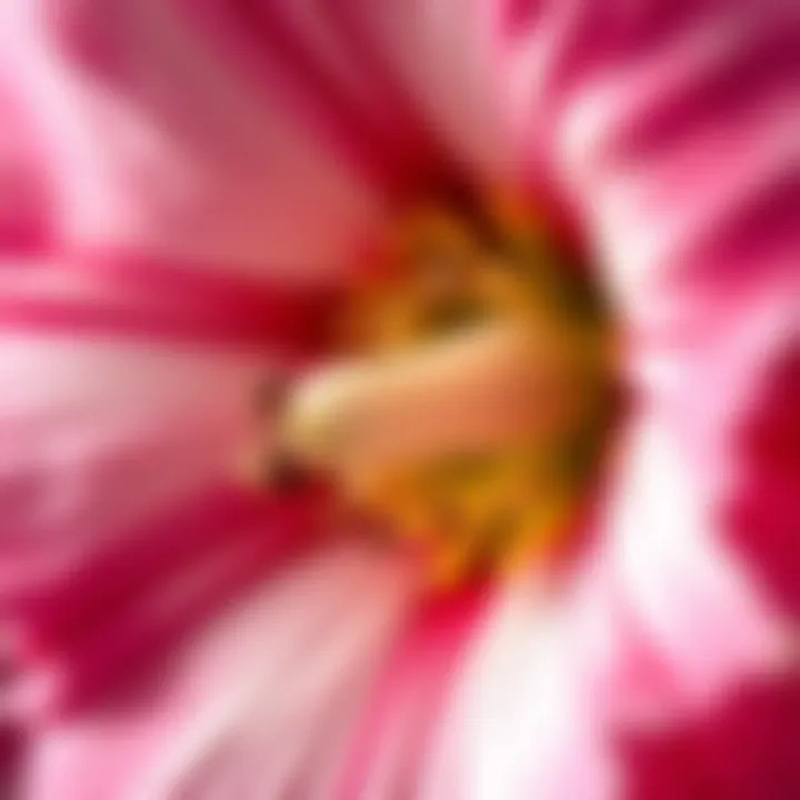 Intricate Details of Large Flower Close-up of a large flower showcasing intricate details and colors