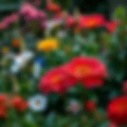 A vibrant display of large blooming plants in a lush garden setting