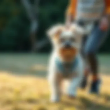 Engaging Exercise Routines for Havanese Owner exercising with their Havanese dog