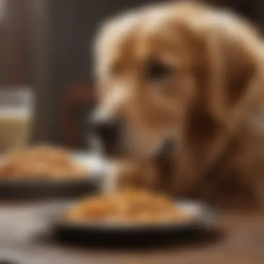 Golden Retriever enjoying a healthy meal