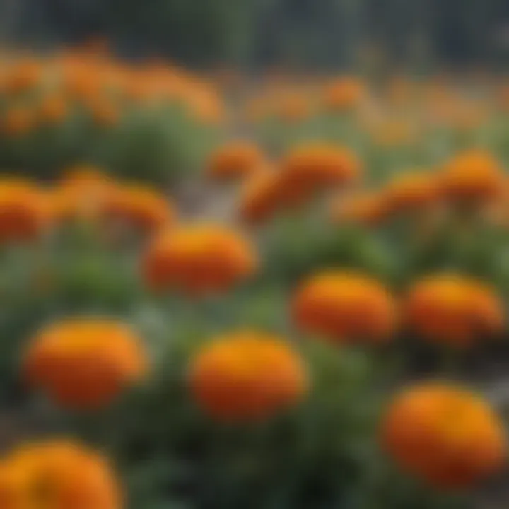 Vibrant Orange Marigolds Blooming