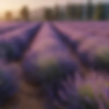 Blooming Purple Lavender Field