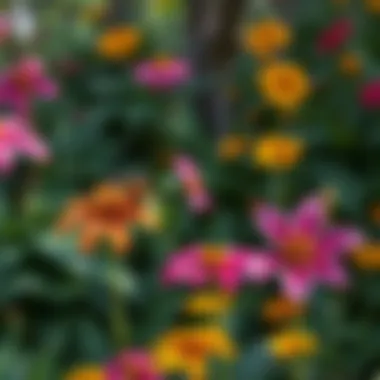 Educational Garden of Florida's Native Flowers An educational garden showcasing the beauty and diversity of Florida's native flowers