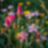Native Wildflowers of Florida A vibrant display of native Florida wildflowers in their natural habitat