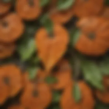 Close-up of unique persimmon leaf patterns in Texas