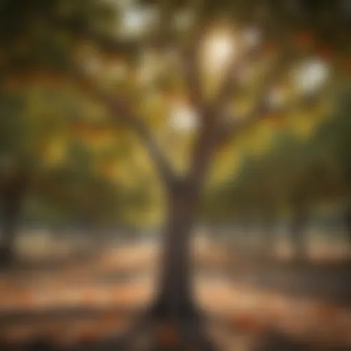 Persimmon tree with ripe fruit in a Texan orchard