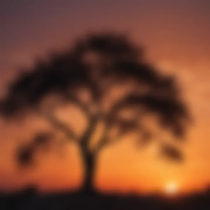 Artistic silhouette of a persimmon tree against the Texan sunset