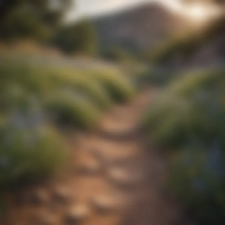Picturesque hiking trail through wildflowers and rugged terrain in a Texas park.