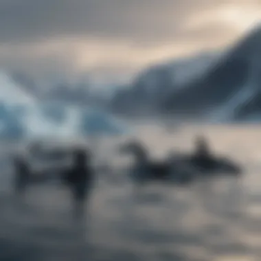 A pod of orcas hunting in the icy waters, showcasing their social dynamics and hunting strategies.
