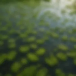 A close-up view of duckweed floating on water, showcasing its vibrant green color.
