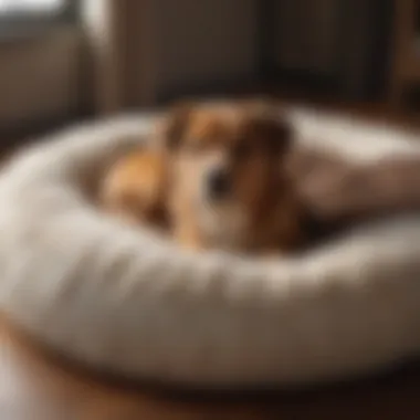 Luxurious and Plush Dog Bed on Amazon