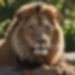 Majestic lion resting in the sun at Tampa Zoo