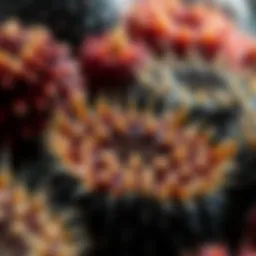 A close-up view of various sea urchin species showcasing their unique colors and spines.